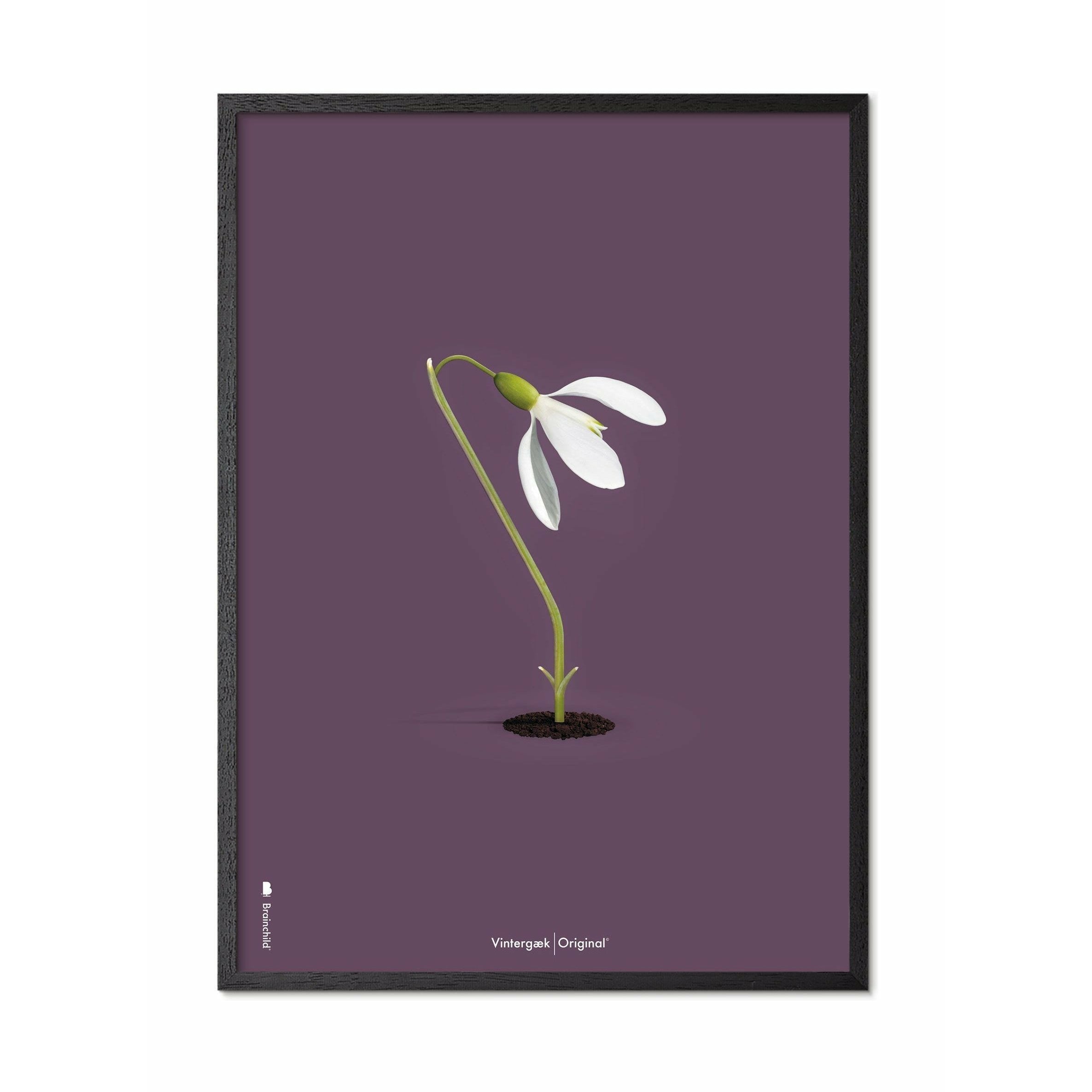 [product_category]-Brainchild Snowdrop Classic Poster, Frame In Black Lacquered Wood 30x40 Cm, Purple Background-Brainchild-62002-C-BRA-1