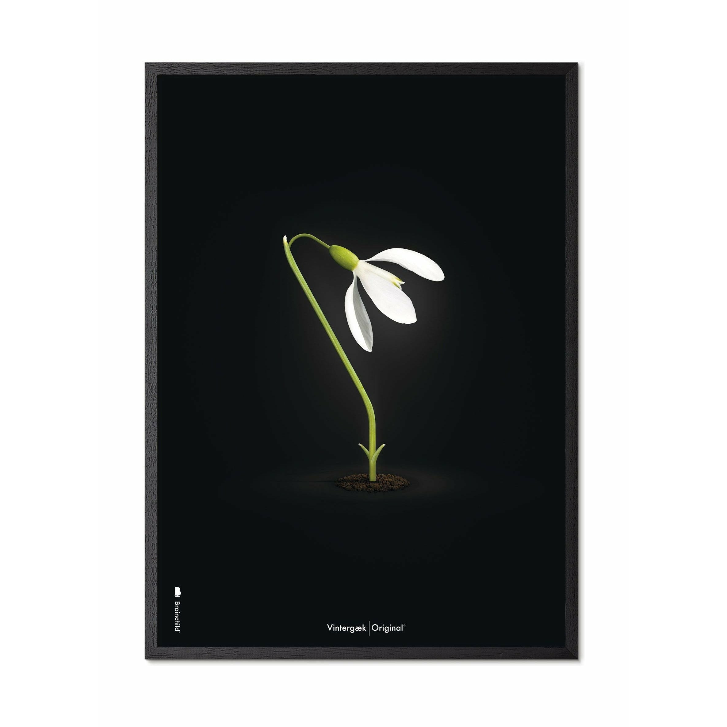 [product_category]-Brainchild Snowdrop Classic Poster, Frame In Black Lacquered Wood A5, Black Background-Brainchild-63001-C-BRA-1