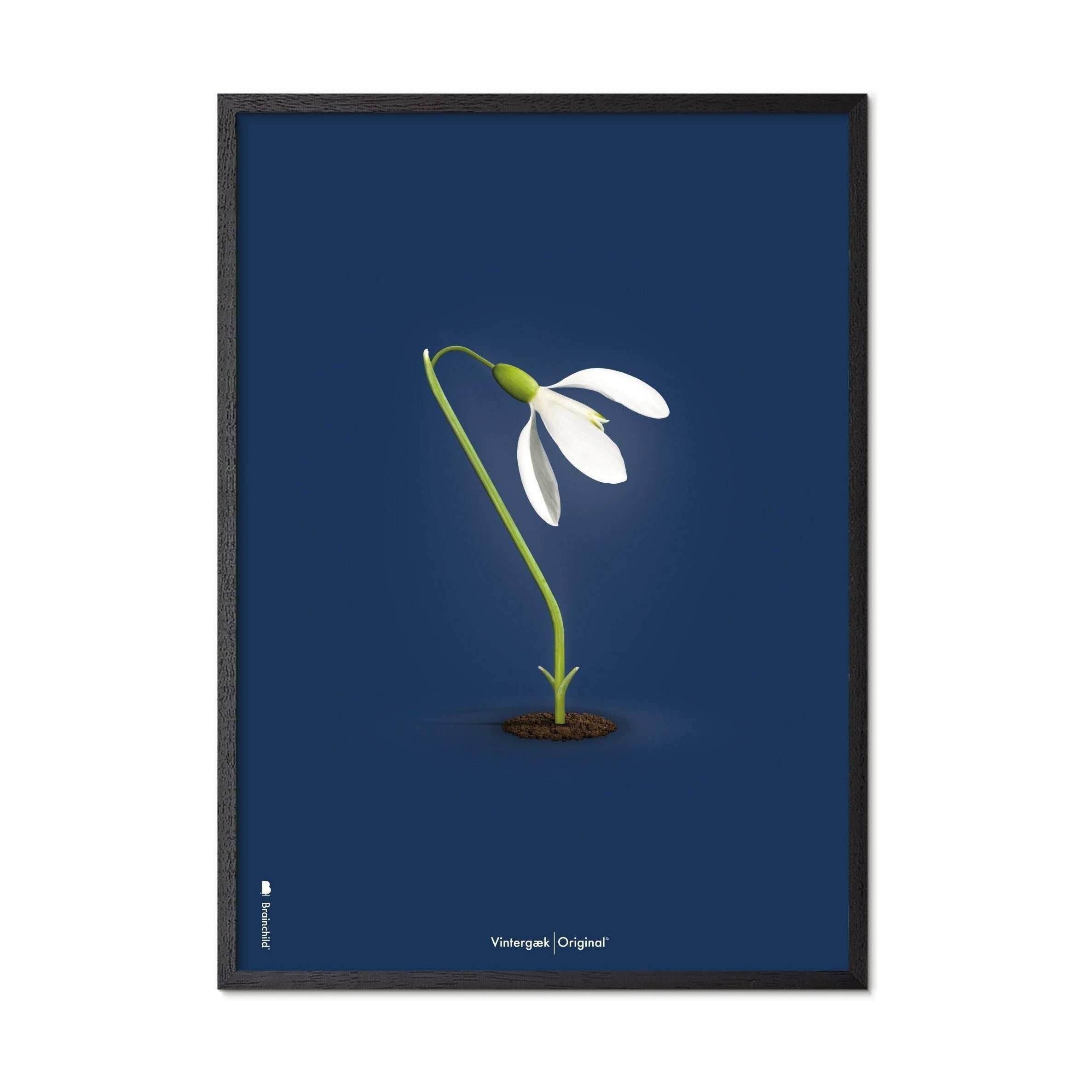 [product_category]-Brainchild Snowdrop Classic Poster, Frame In Black Lacquered Wood A5, Dark Blue Background-Brainchild-64001-C-BRA-1
