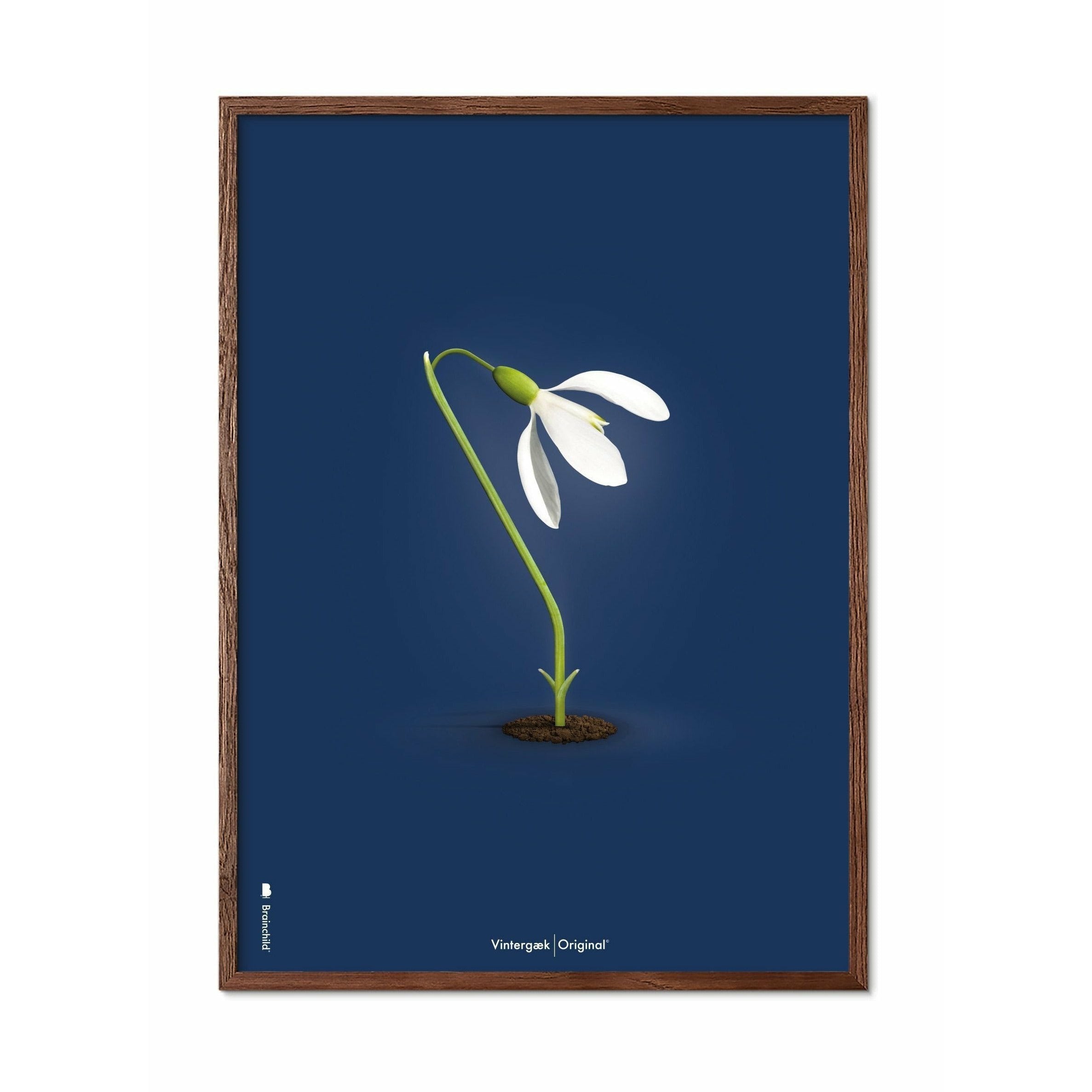 [product_category]-Brainchild Snowdrop Classic Poster, Frame Made Of Dark Wood 50x70 Cm, Dark Blue Background-Brainchild-64003-B-BRA-1