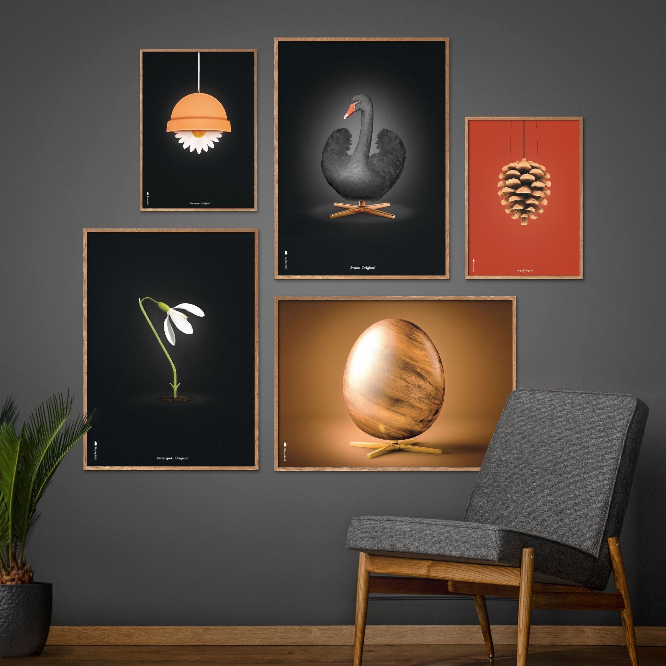 [product_category]-Brainchild Snowdrop Classic Poster, Frame Made Of Dark Wood 70x100 Cm, Black Background-Brainchild-63004-B-BRA-8