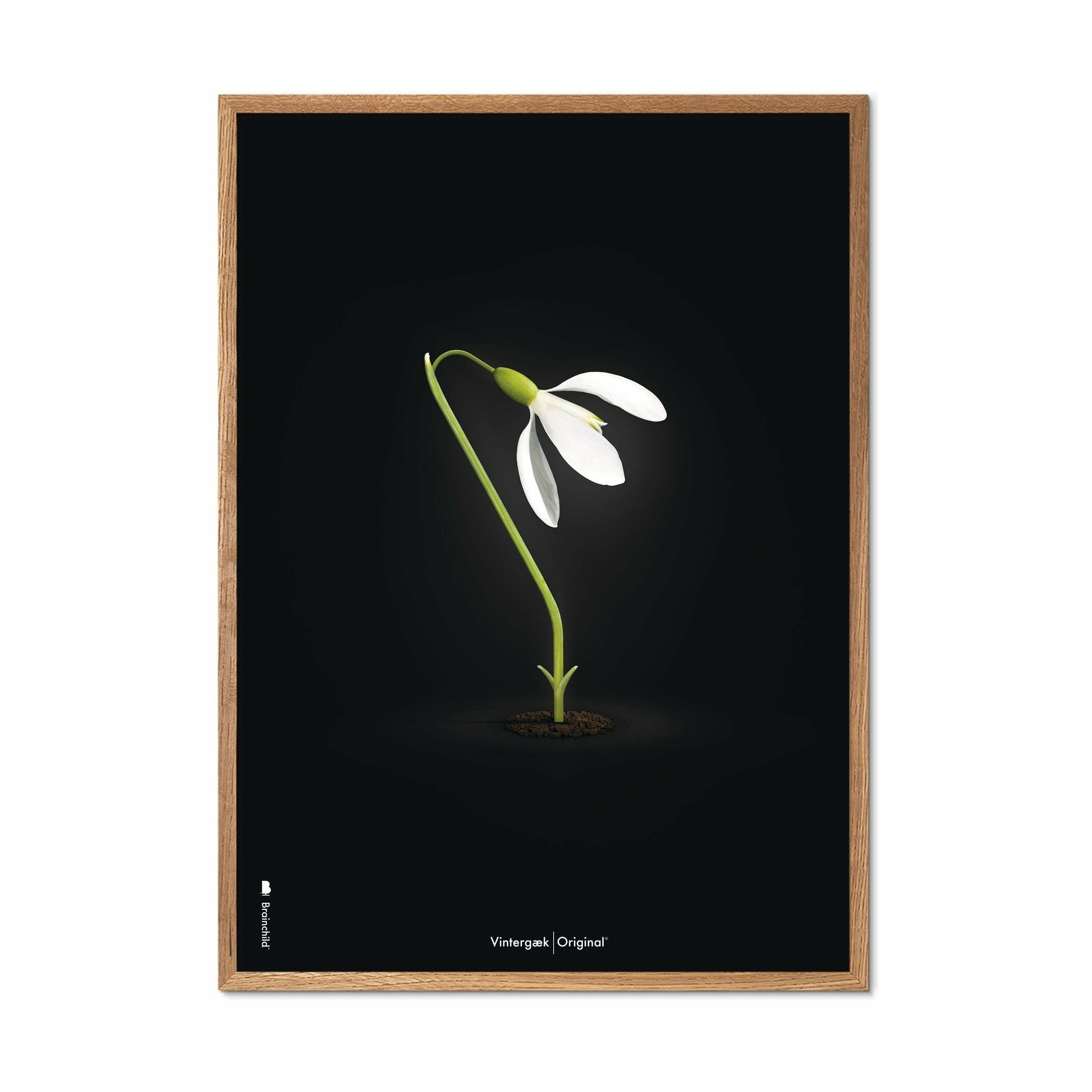 [product_category]-Brainchild Snowdrop Classic Poster, Frame Made Of Light Wood 30x40 Cm, Black Background-Brainchild-63002-A-BRA-1