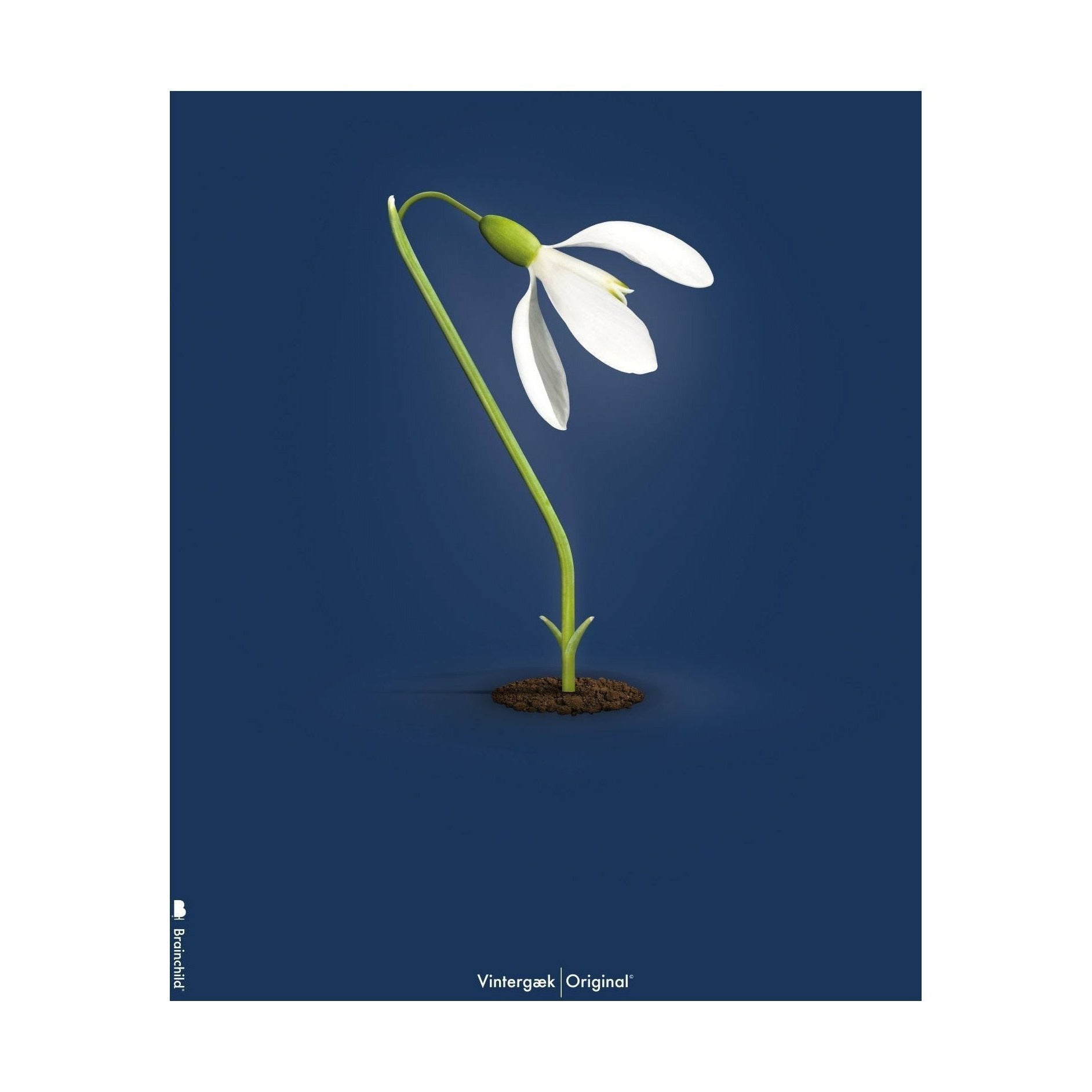 [product_category]-Brainchild Snowdrop Classic Poster Without Frame 30x40 Cm, Dark Blue Background-Brainchild-64002-BRA-1
