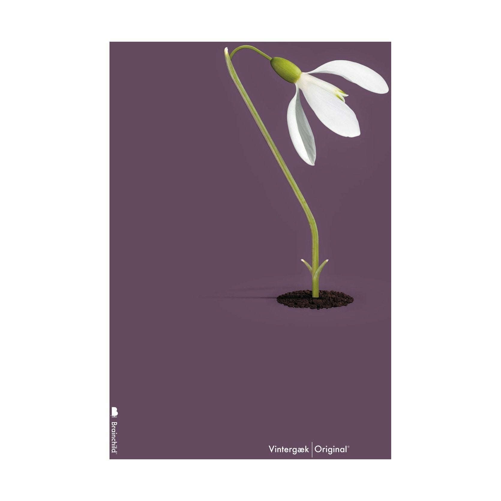 [product_category]-Brainchild Snowdrop Classic Poster Without Frame 50x70 Cm, Purple Background-Brainchild-5713713200425-62003-BRA-1