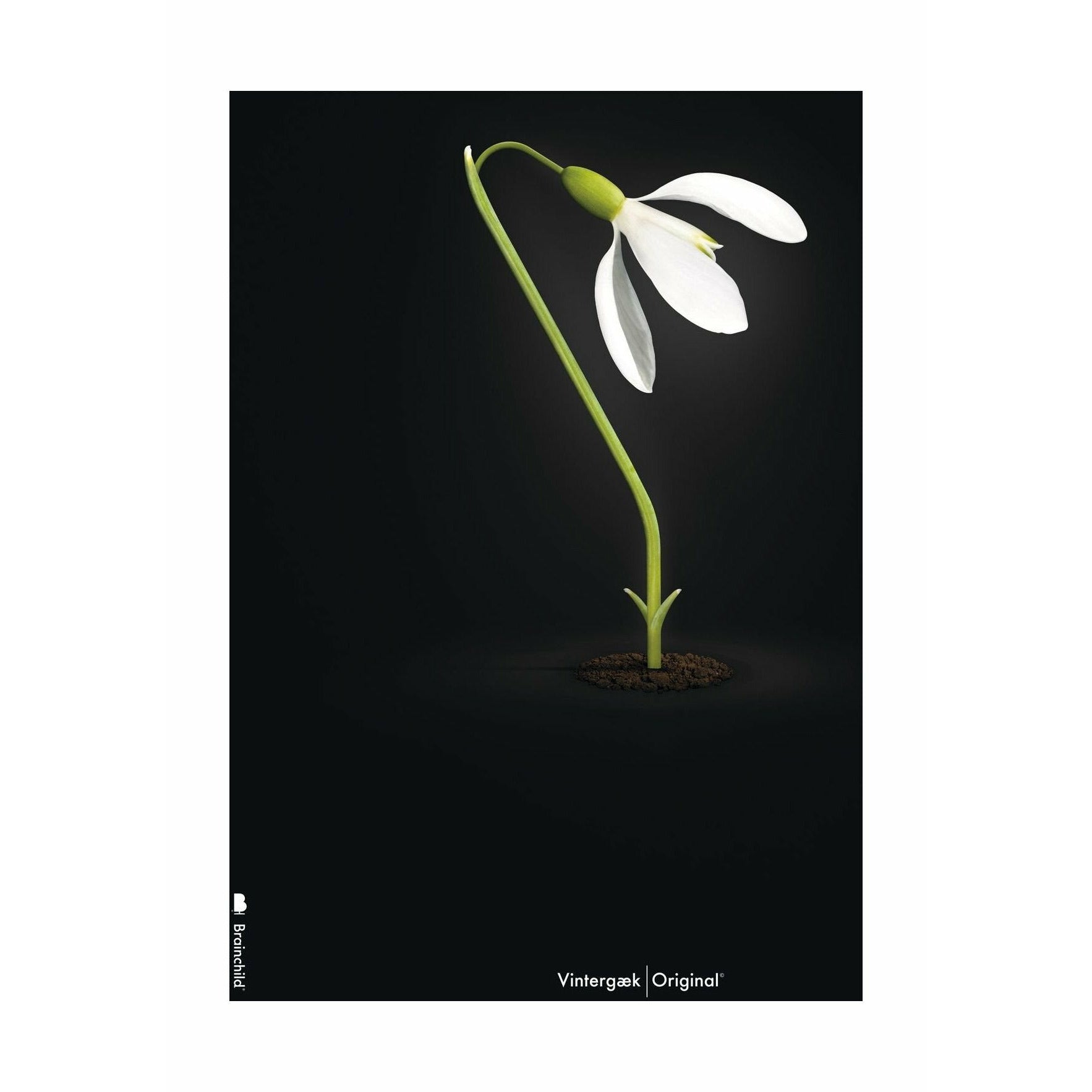 [product_category]-Brainchild Snowdrop Classic Poster Without Frame A5, Black Background-Brainchild-5713713018198-63001-BRA-1