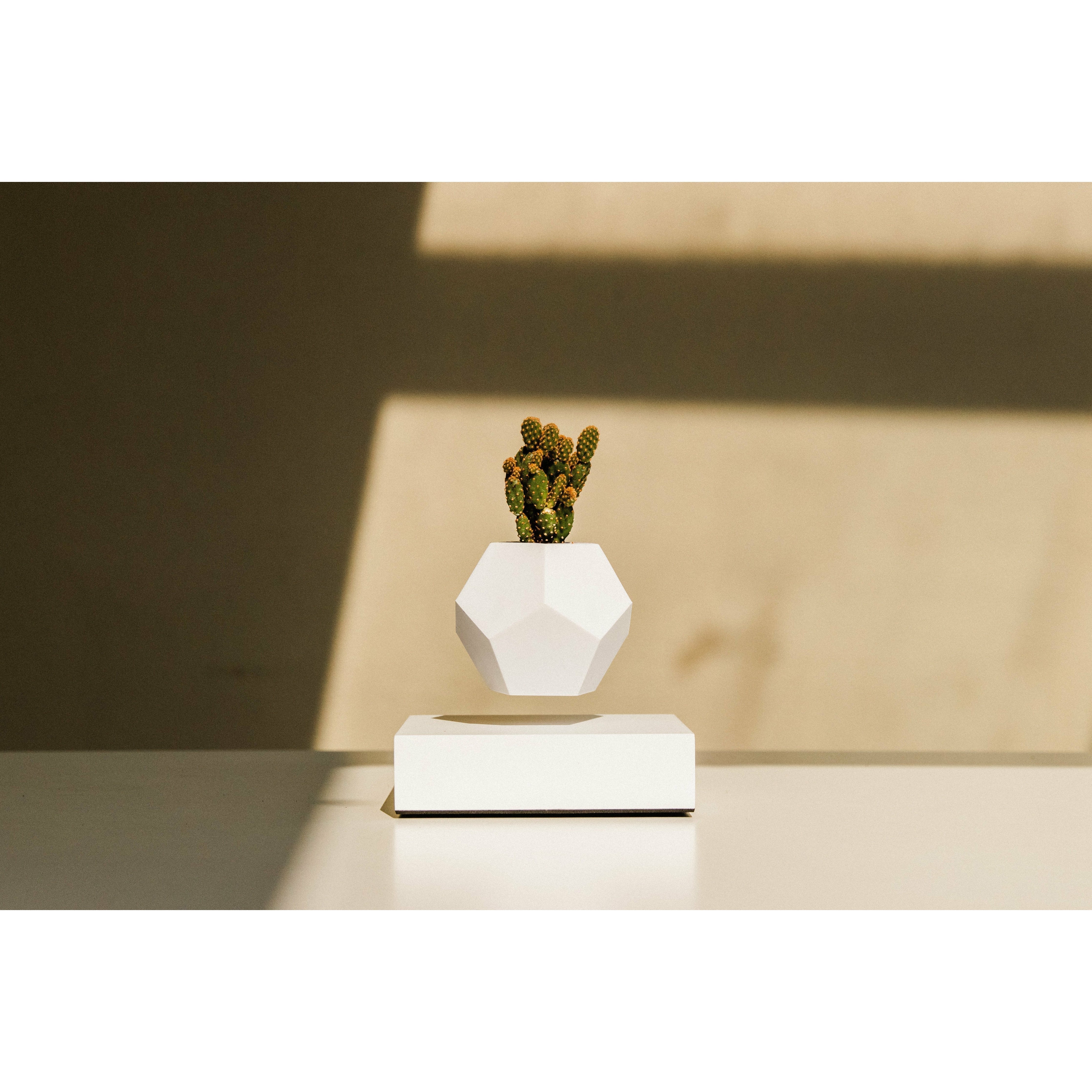 [product_category]-Flyte Lyfe Plant, White-Flyte-5060455391721-01-LWHI-MUK-V1-0-FLY-3