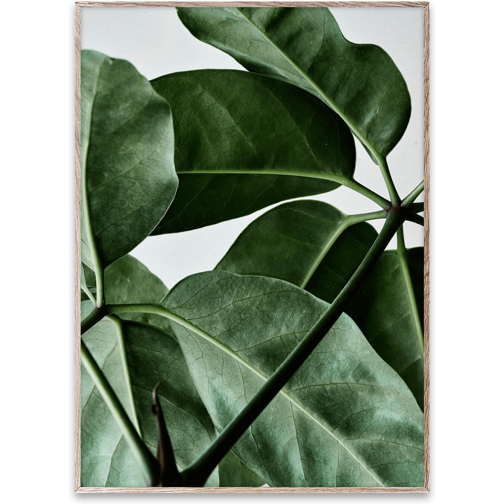 [product_category]-Paper Collective Green Home 01 Poster, 50x70 Cm-Paper Collective-5713450003617-8107-PAP-1