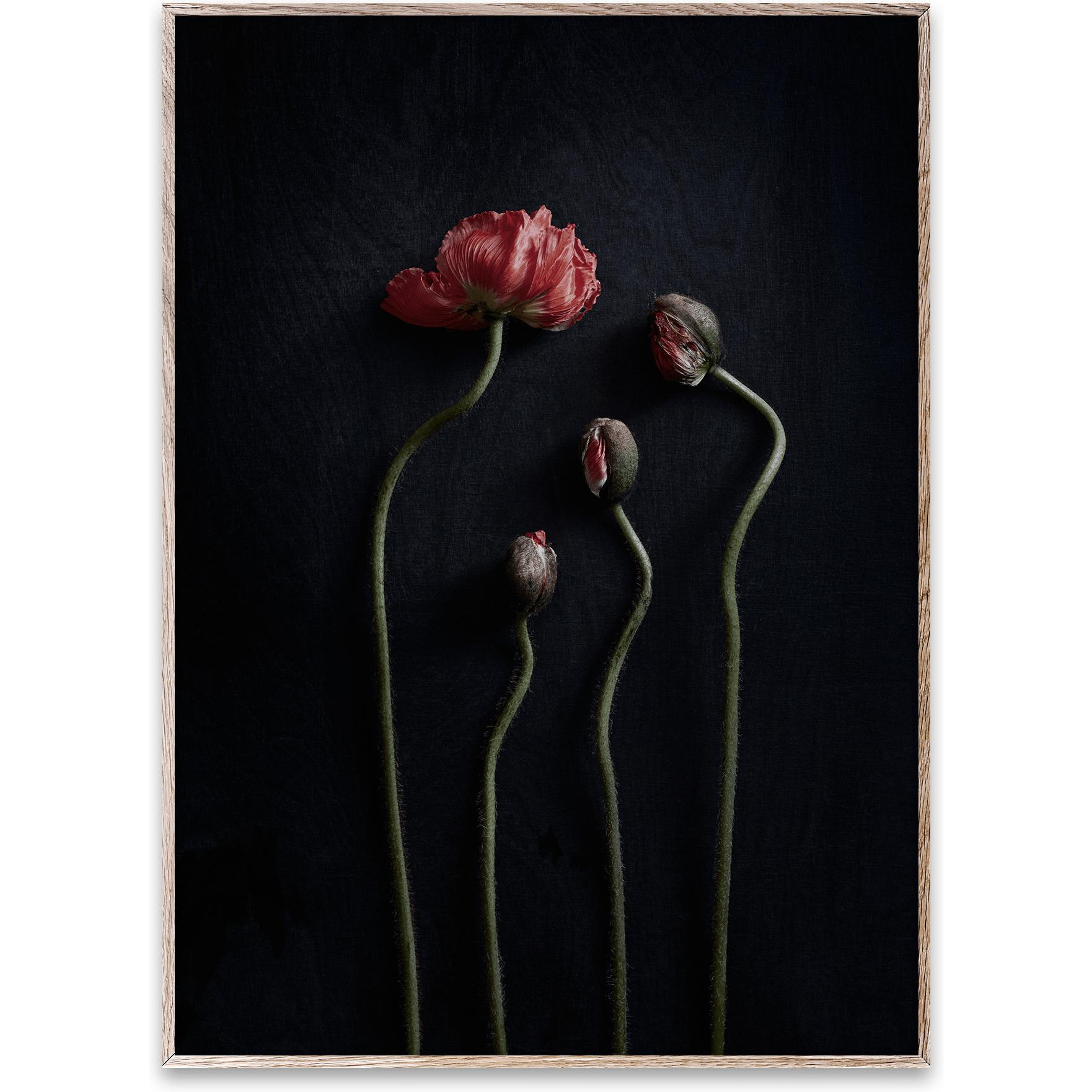 [product_category]-Paper Collective Still Life 02 Poster, 50x70 Cm-Paper Collective-5713450002528-7104-PAP-1