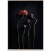 Paper Collective Still Life 02 Plakat, 50x70 cm