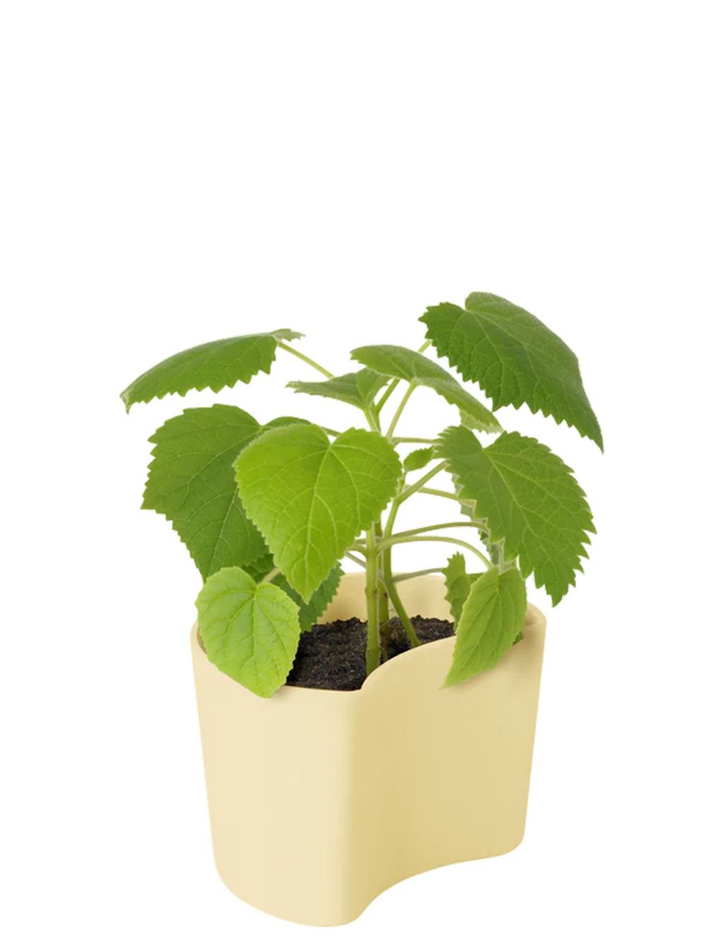 [product_category]-Rig Tig Your Tree Flower Pots With Seeds, Green-Rig-Tig-5709846025790-Z00136-1-RIG-6