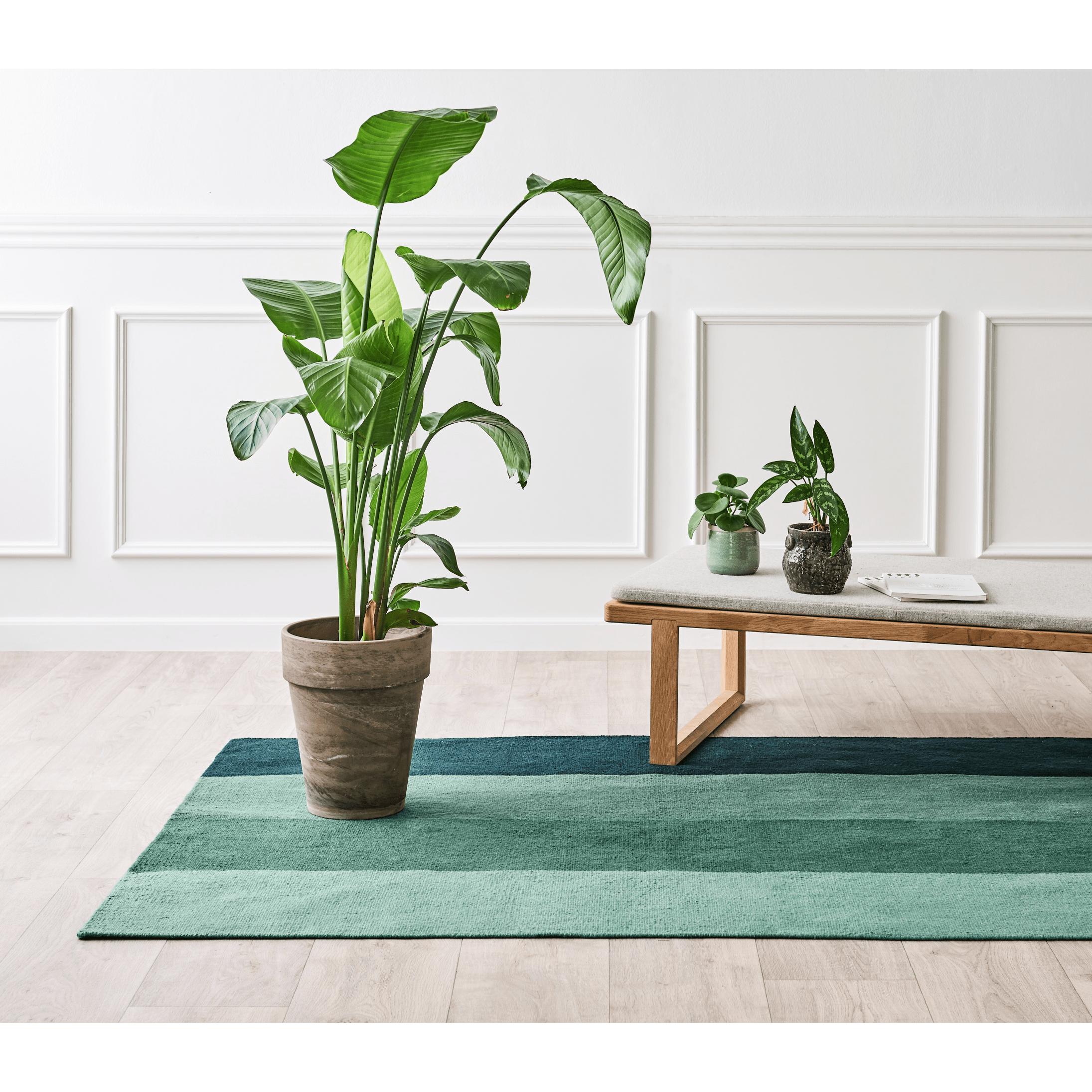 [product_category]-Rug Solid Pet Carpet Gradient Forest, 75 X 200 Cm-Rug Solid-5711655303310-30331-RUG-3